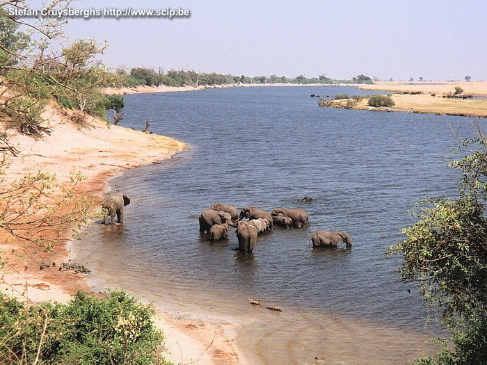 Chobe - Elephants A herd of elephants playing in the water of the Chobe river. Stefan Cruysberghs